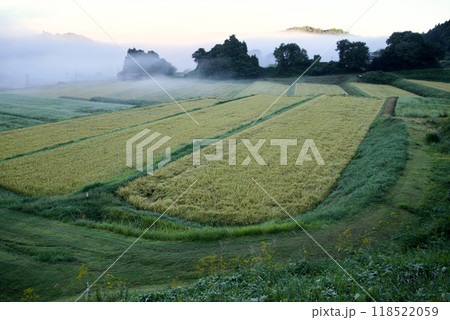 稲刈り頃の早朝の田園風景 ルツボ 黄金色の田と朝霧 稲刈り頃の早朝の田園風景 ルツボ 黄金色の田と朝霧 118522059