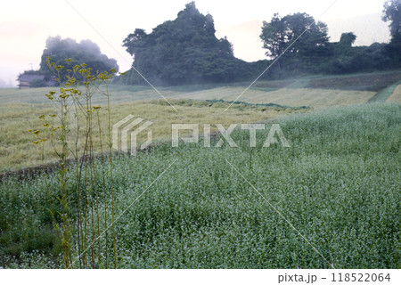 稲刈り頃の早朝の田園風景 オミナエシ 黄金色の田と蕎麦畑 朝霧 稲刈り頃の早朝の田園風景 オミナエシ 黄金色の田と蕎麦畑 朝霧 118522064