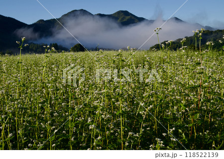 蕎麦畑　そばの花の奥に霧のかかった山と青空 118522139