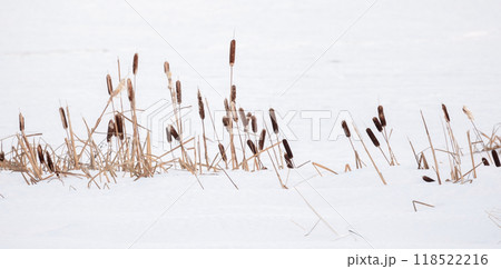 Dry Typha plants stand in a snowdrift. Natural photo 118522216