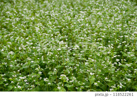 蕎麦畑　そばの花　背景素材　白い花と緑の葉 118522261