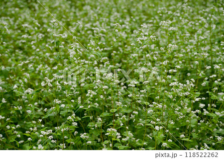 蕎麦畑 そばの花 背景素材 白い花と緑の葉 蕎麦畑 そばの花 背景素材 白い花と緑の葉 118522262