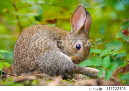 広島県のうさぎ島「大久野島」の野ウサギ 広島県のうさぎ島「大久野島」の野ウサギ 118522308