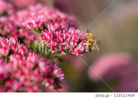 Closeup of a Bombus terrestris, the buff-tailed bumblebee or large earth bumblebee, feeding nectar of pink flowers Closeup of a Bombus terrestris, the buff-tailed bumblebee or large earth bumblebee, feeding nectar of pink flowers 118522409