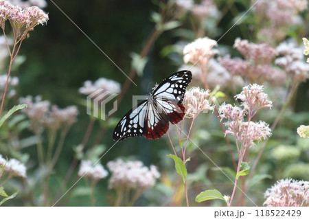 フジバカマのお花畑で羽を開くアサギマダラ 118522429