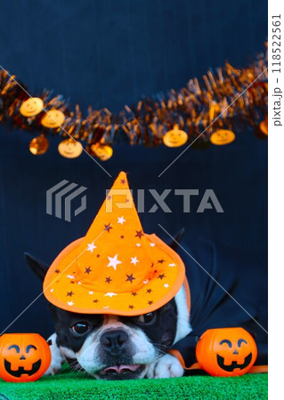 ハロウィンの帽子を被って可愛く見つめるボストンテリアのマイティ君♡ ハロウィンの帽子を被って可愛く見つめるボストンテリアのマイティ君♡ 118522561