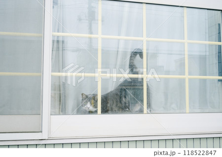 窓の外を見つめる猫 窓の外を見つめる猫 118522847