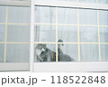 窓辺で見上げる猫 118522848