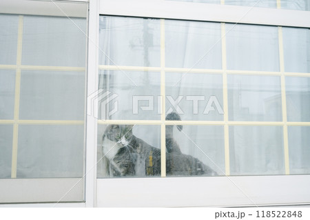 窓辺で見上げる猫 窓辺で見上げる猫 118522848