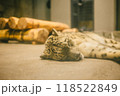 寝転ぶホワイトタイガー 118522849