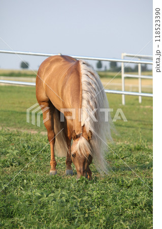 Amazing palomino quarter horse with long mane Amazing palomino quarter horse with long mane 118523390