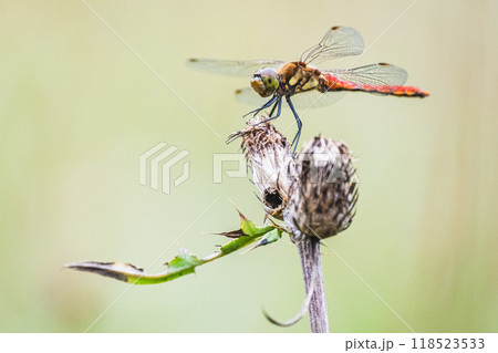 アキアカネ 118523533