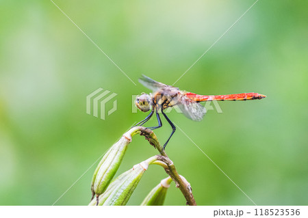 アキアカネ 118523536