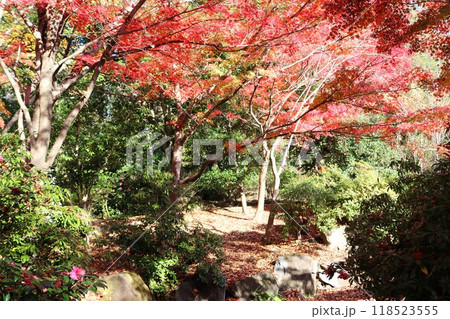 紅葉のある風景 モミジが赤く色づく散策路 紅葉のある風景 モミジが赤く色づく散策路 118523555