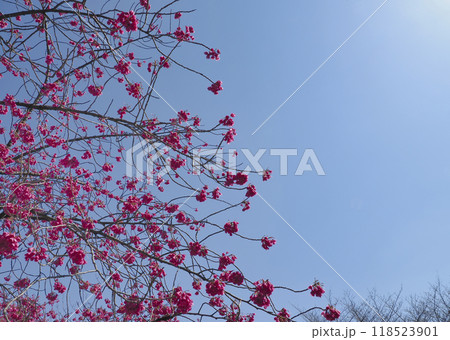 カンヒザクラ・寒緋桜 カンヒザクラ・寒緋桜 118523901