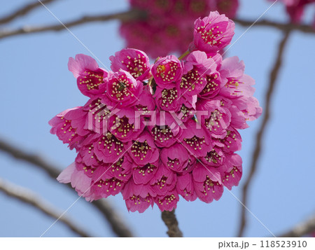 カンヒザクラ・寒緋桜 118523910