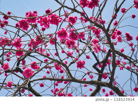 カンヒザクラ・寒緋桜 118523914