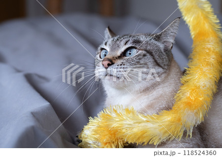 おもちゃで遊ぶ猫 118524360