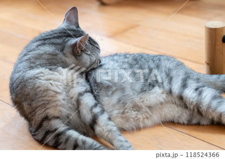 床に寝そべって毛づくろいをする猫　サバトラ猫 118524366