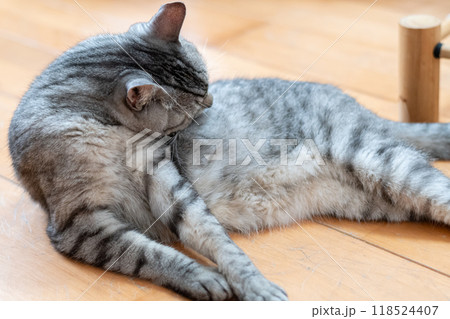 床に寝そべって毛づくろいをする猫 サバトラ猫 床に寝そべって毛づくろいをする猫 サバトラ猫 118524407