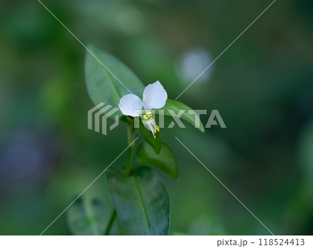 清楚な白花露草 118524413