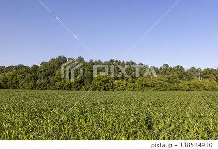 a field with green corn foliage in the summer sunset a field with green corn foliage in the summer sunset 118524910