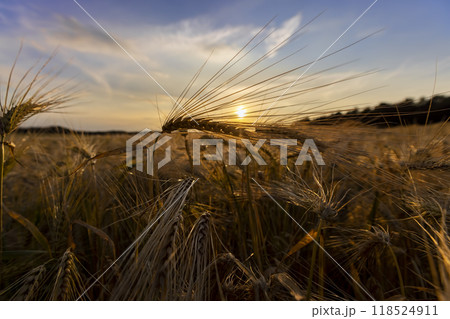 the yellow sun at sunset in a field with a harvest of rye cereals 118524911