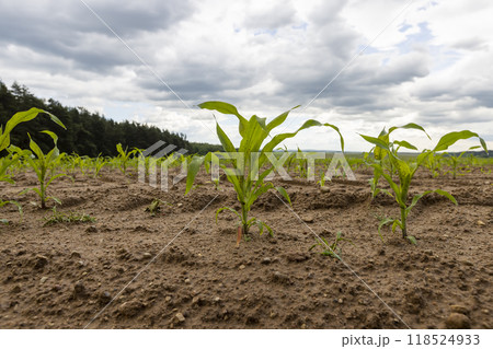 wet dirty corn in the ground after a thunderstorm with rain 118524933