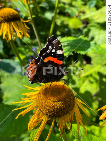 Macro shot of beautiful butterfly (painted lady, Vanessa cardui) feeding on bright yellow flowers 118525054