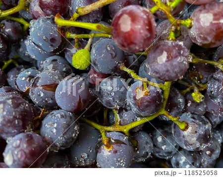 Ripe black grapes with water drops close-up on the fruits. Macro 118525058