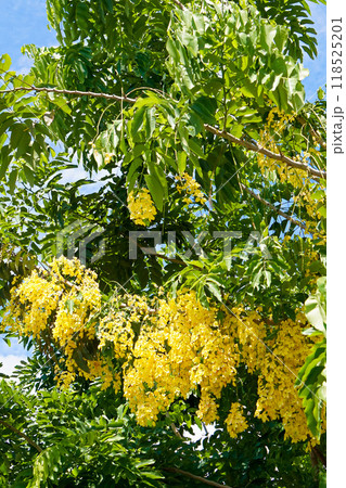 ゴールデンシャワーツリーの花 ゴールデンシャワーツリーの花 118525201