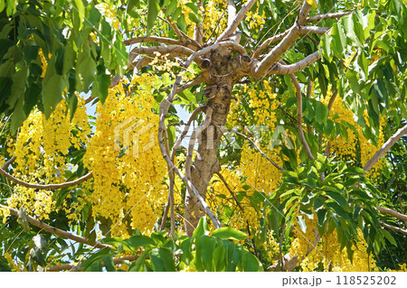 ゴールデンシャワーツリーの枝 118525202