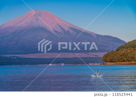 【山梨県】山中湖・つがいの白鳥と赤富士 【山梨県】山中湖・つがいの白鳥と赤富士 118525441