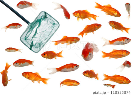 Many goldfish and net 118525874