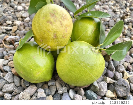 Close up of green ripe lemon fruit and green leaves in bowl, with pebbles background, Meyer lemon, Citrus Limon, garden 118526233