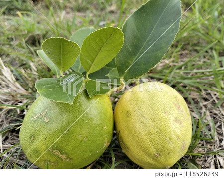 Close up of green ripe lemon fruit and green leaves in bowl, with pebbles background, Meyer lemon, Citrus Limon, garden 118526239