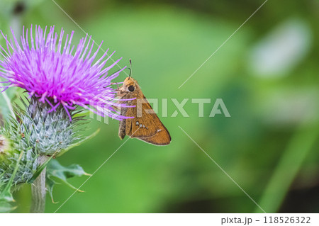 イチモンジセセリとタムラソウ イチモンジセセリとタムラソウ 118526322