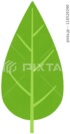 葉_披針形 葉_披針形 118526390