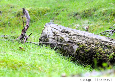 倒木と赤とんぼ 倒木と赤とんぼ 118526391