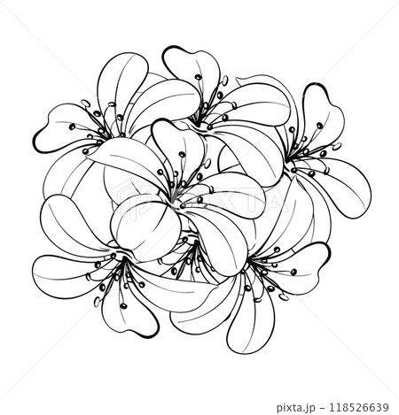 Pattern of bloom bouquet lily Romantic springtime flower in vintage style. Graphic vector line, hand drawn, black silhouette for cricut. For design, logo, postcards, wedding, textile, greeting cards Pattern of bloom bouquet lily Romantic springtime flower in vintage style. Graphic vector line, hand drawn, black silhouette for cricut. For design, logo, postcards, wedding, textile, greeting cards 118526639