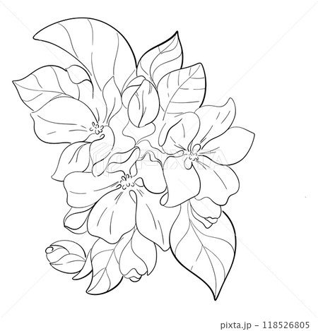 Vector japanese cherry blooming, sakura art. Apple tree bouquet. Black silhouette for circuit Vector japanese cherry blooming, sakura art. Apple tree bouquet. Black silhouette for circuit 118526805