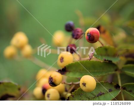 9月に実り始めたナナカマドの実 9月に実り始めたナナカマドの実 118526899