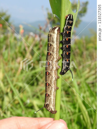 食草であるカラーの葉を食べ尽くす蛾「セスジスズメ」の幼虫 食草であるカラーの葉を食べ尽くす蛾「セスジスズメ」の幼虫 118527305