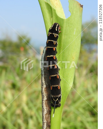 食草であるカラーの葉を食べ尽くす蛾「セスジスズメ」の幼虫 食草であるカラーの葉を食べ尽くす蛾「セスジスズメ」の幼虫 118527306