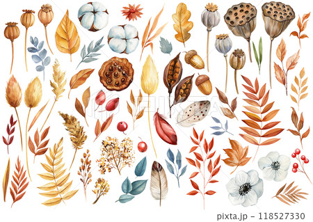 Autumn watercolor botanical set. Dry leaves, flowers, berry. Nature elements on isolated background, fall hand drawing 118527330
