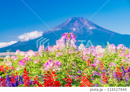 【山梨県】忍野村で見つけたクレオメ（セイヨウフウチョウソウ）と富士山 118527948