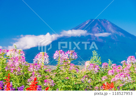 【山梨県】忍野村で見つけたクレオメ（セイヨウフウチョウソウ）と富士山 118527953