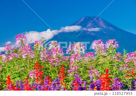 【山梨県】忍野村で見つけたクレオメ（セイヨウフウチョウソウ）と富士山 118527955
