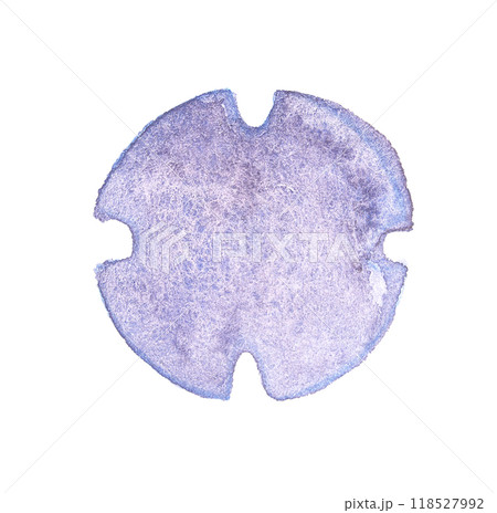Delicate watercolor sand dollar on white background: purple and blue tones Delicate watercolor sand dollar on white background: purple and blue tones 118527992