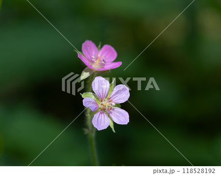 小さな薬草のゲンノショウコ 118528192